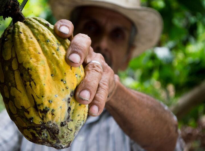 cocoa-man-colombia-peasant-50707-50707.jpg