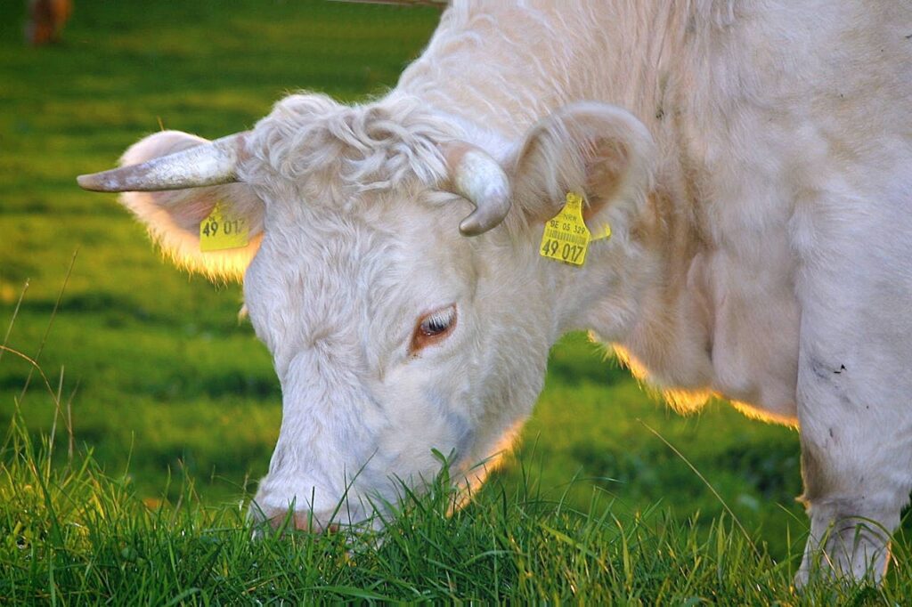 happy-cows-beef-milk-cow-cows-60509-60509.jpg